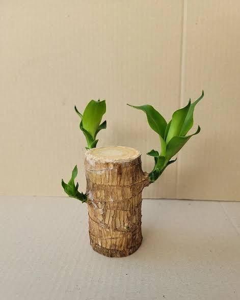 Brazilian Lucky Wood, Mini Home Plant Decorations